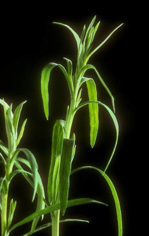 Artemisia dracunculus, deutscher Estragon