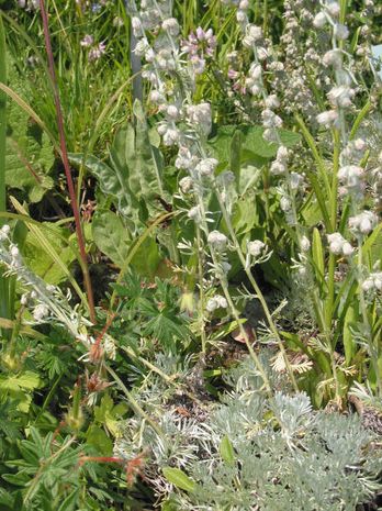 Artemisia nitida, Edelraute 