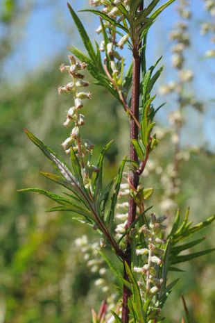Artemisia vulgaris, Beifuß