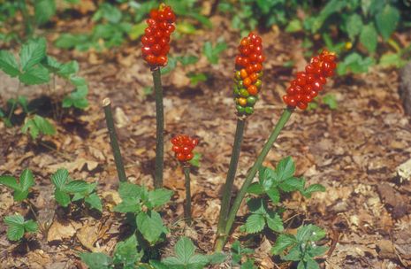 Arum maculatum