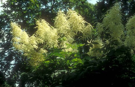 Aruncus dioicus, Waldgeißbart