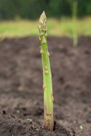 Asparagus officinalis, Grünspargel