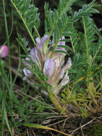 Astragalus sempervirens, Tragant