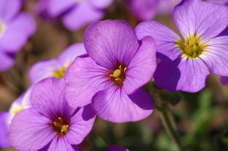 Aubrieta deltoida,Blaukissen