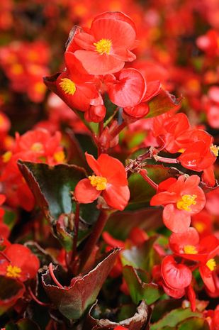 Begonia semperflorens, Begonie 