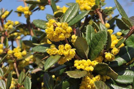 Berberis julianae, Berberitze 