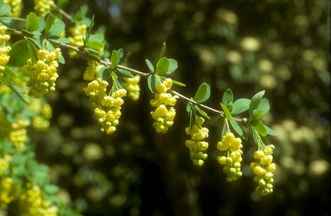 Berberis vulgaris, Berberitze