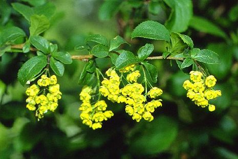 Berberis vulgaris, Berberitze