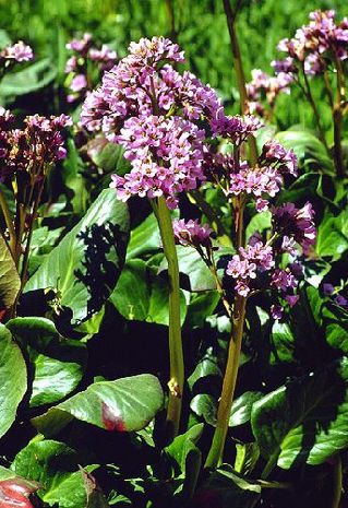 Bergenia