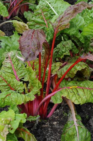 Beta vulgaris, Rote Bete