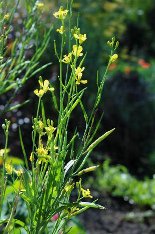 Brassica juncea, Amchoi