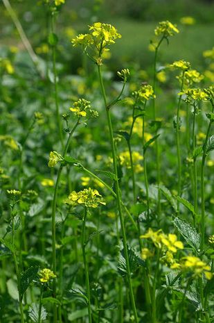 Brassica nigra, Sewnf