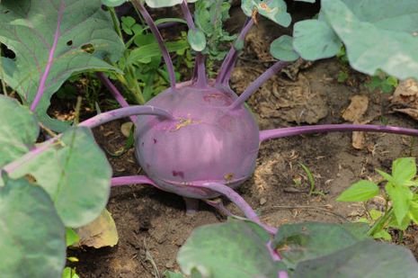 Brassica oleracea convar. acephala, Kohlrabi