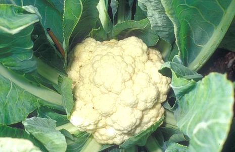 Brassica oleracea convar. botrytis var. botrytis, Blumenkohl