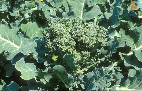 Brokkoli, Brassica oleracea convar. botrytis var. italica