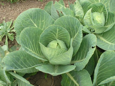 Brassica oleracea var. capitata alba