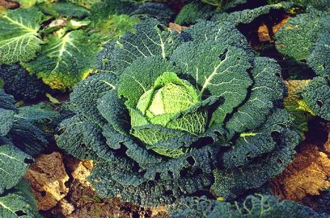 Brassica_oleracea_convar._capitata_var._sabauda, Wirsing