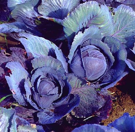 Brassica oleracea convar.capitata var.capitata f.rubra, Rotkohl