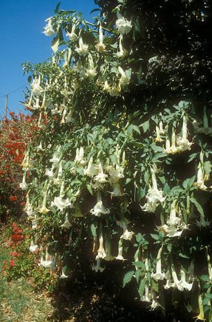 Brugmansia arborea