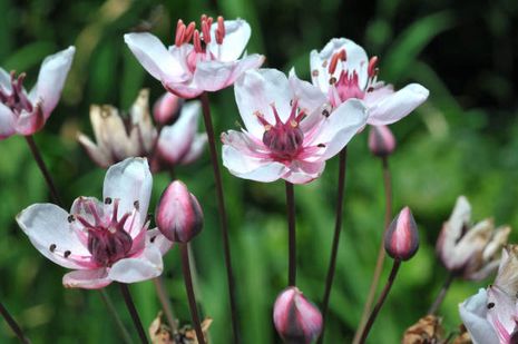 Scheuchzeria palustris, Blumenbinse