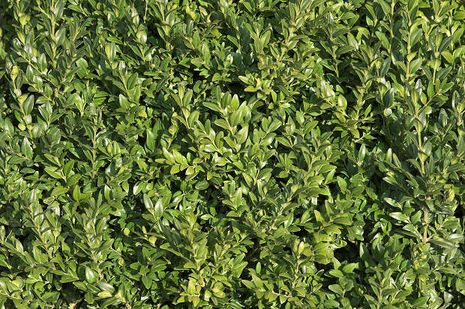 Buchsbaum, Buxus sempervirens