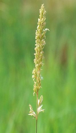 Calamagrostis varia, Reitgras