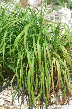 Calamagrostis varia, Reitgras