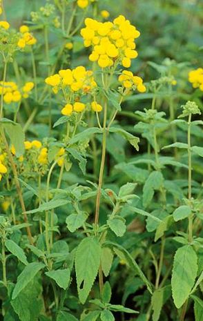 Calceolaria integrifolia, Pantoffelblume 