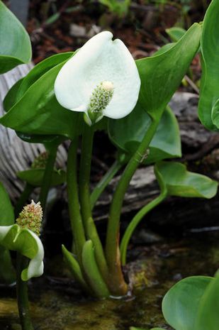 Calla palustris, Sumpfcalla