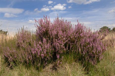 Calluna vulgaris, Besenheide