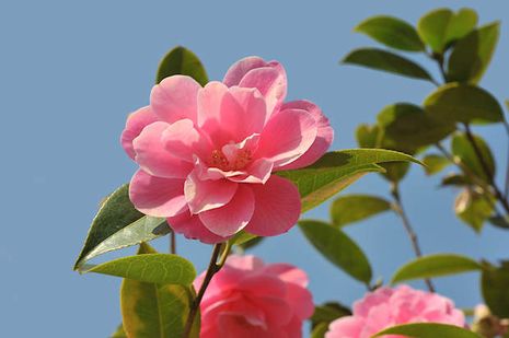 Camellia, Kamelie