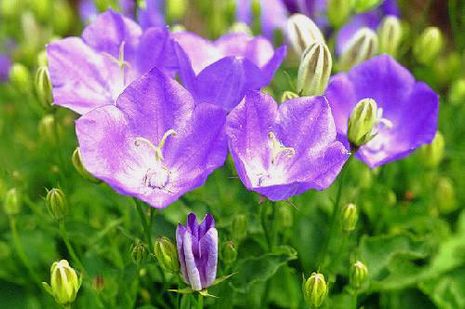 Campanula carpatica, Karpatenglockenblume