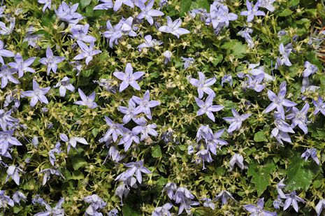 Campanula garganica,Glockenblume, Bodendecker 