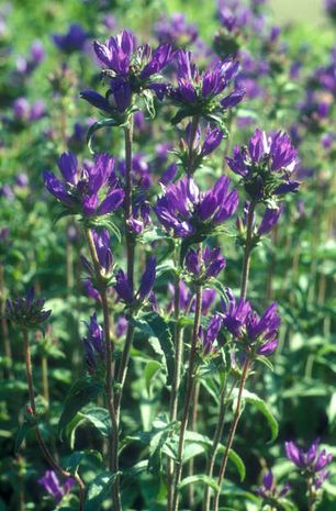 Campanula glomerata, Knäuelglockenblume