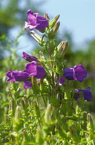 Campanula medium, Marienglockenblume