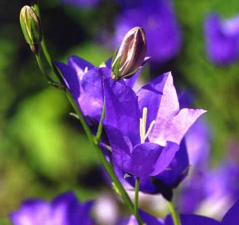 Campanula persicifolia, Pfirsichblättrige Glockenblume