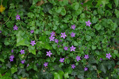 Campanula portenschlagiana, Dalmatinische Glockenblume. 