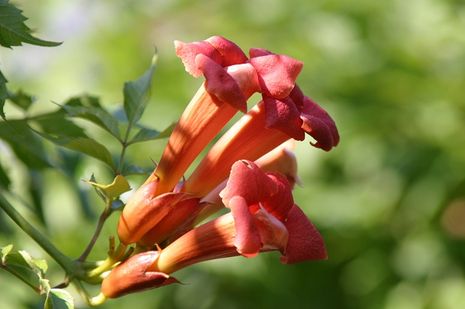 Campsis radicans, Trompetenblume