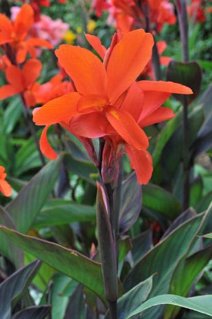 Canna indica, Blumenrohrgewächs