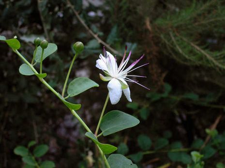 Capparis spinosa, Kapernstrauch