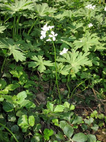 Cardamine trifolia