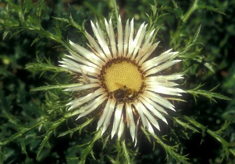 Carlina acaulis, Silberdistel