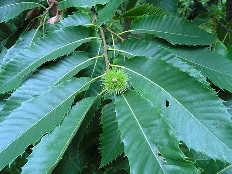 Castanea sativa, Edelkastanien