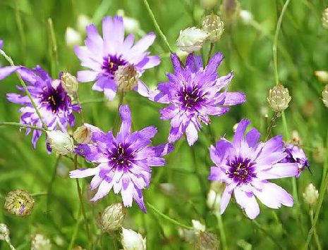Catananche caerulea