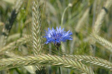 Centaurea cyanus, Hybriden