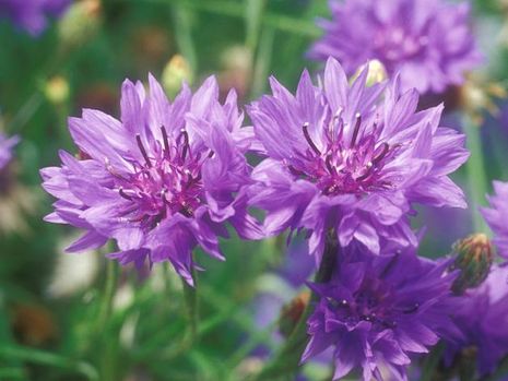 Centaurea cyanus, Flockenblume