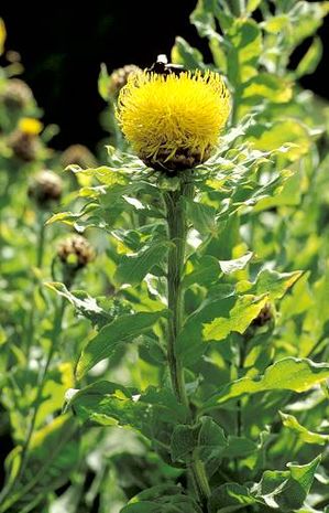 Centaurea macrocephala