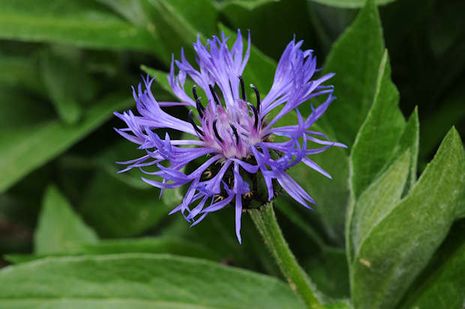 Centaurea montana, Alpenkornblume