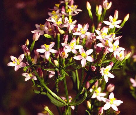 Centaurium erythraea, Tausendgüldenkraut