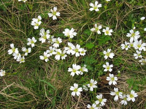 Cerastium alpinum